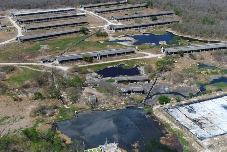 Pueblos mayas de Yucatán solicitan a AMLO cerrar las granjas porcícolas