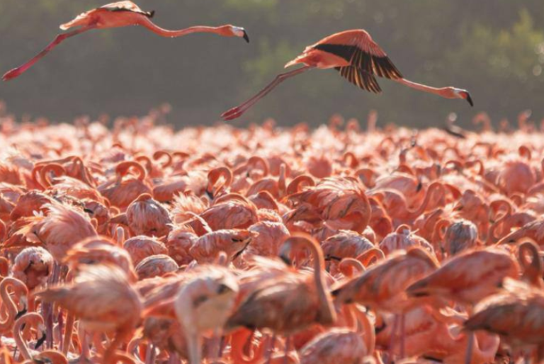 Sorprendente arribo de más 20 mil flamencos a la reserva y manglares de San Crisanto