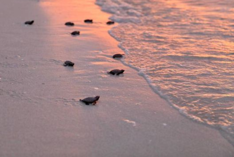 Yucatán: Liberan crías de tortuga Carey