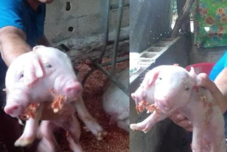 Nace cerdito de dos cabezas en Sacalum (Video)