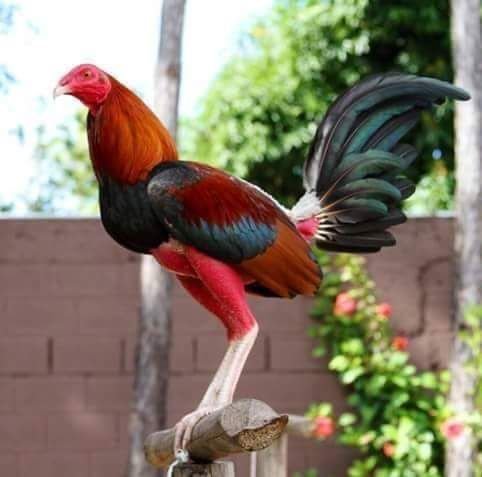 Día internacional del gallero