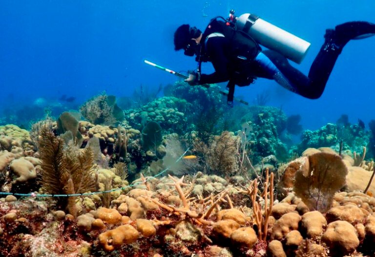 UNAM:  Catrastrofe lleva a la extinción a corales en el caribe