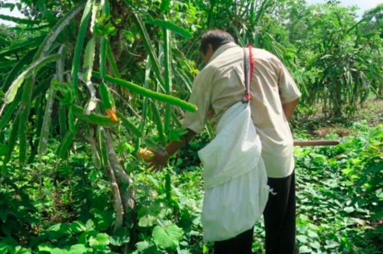 Buscan en la península impulsar el registro de Milpa Maya ante la FAO