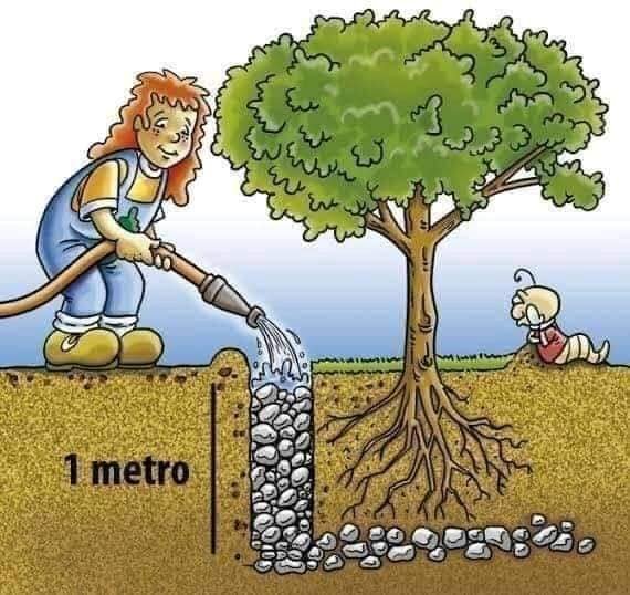 Así se deben plantar los árboles en la ciudad para que no se destruyan carreteras y banquetas 