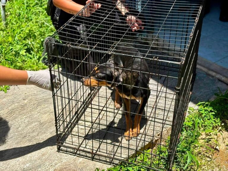 Rescatan a dos perros que permanecían encerrados tras el fallecimiento de su dueño en Kanasín