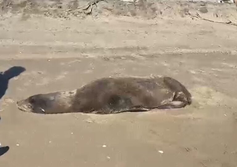 Lobo marino rescatado Navolato, en lucha por la vida